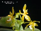 Phalaenopsis mannii var. flava-1